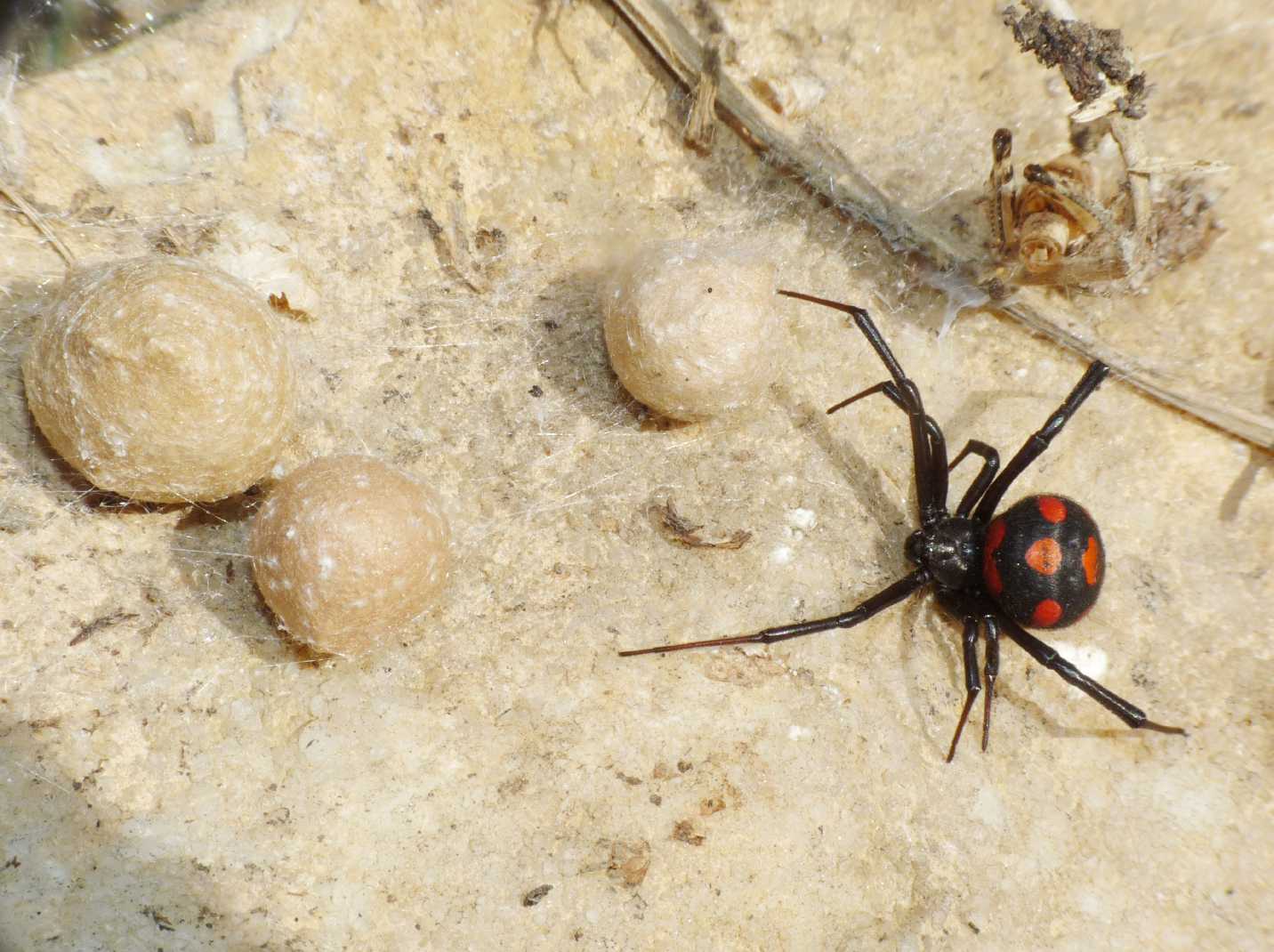 I Latrodectus sono ancora numerosi?